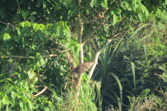 Cacomantis passerinus