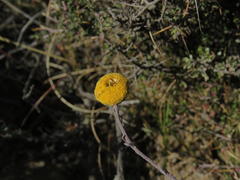Pentzia