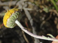 Pentzia