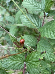 Coccinella septempunctata