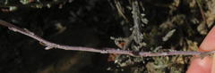 Pentzia