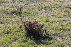 Limonium sinuatum sinuatum
