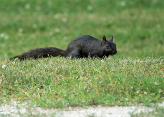 Sciurus carolinensis