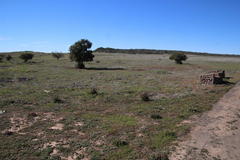 Limonium sinuatum sinuatum