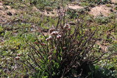Limonium sinuatum sinuatum