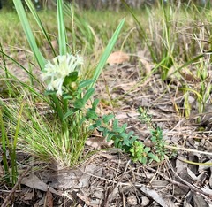Pimelea octophylla