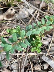 Pimelea octophylla