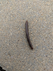 Ommatoiulus sabulosus