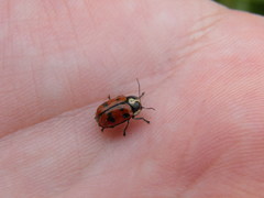Cryptocephalus octopunctatus