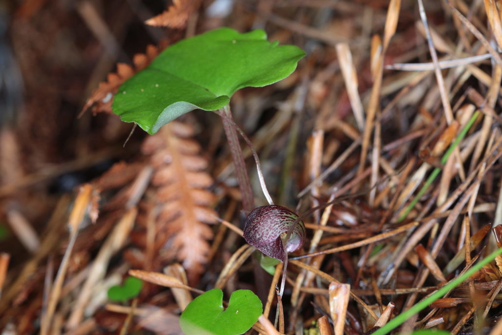 Corybas sulcatus