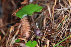 Corybas sulcatus