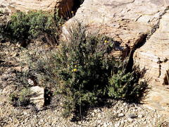 Pentzia