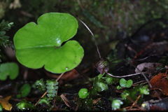 Corybas sulcatus