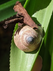 Rhynchotrochus macgillivrayi