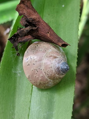 Rhynchotrochus macgillivrayi