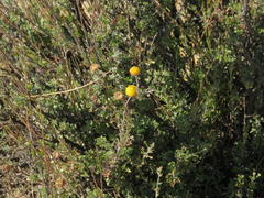 Pentzia