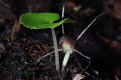 Corybas sulcatus