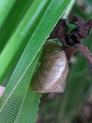 Rhynchotrochus macgillivrayi