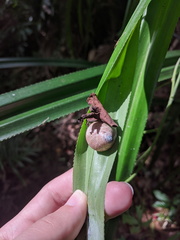 Rhynchotrochus macgillivrayi