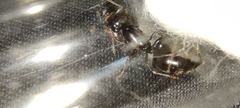 Crematogaster