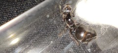 Crematogaster