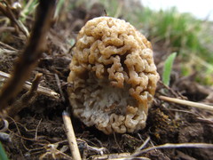 Morchella steppicola
