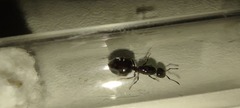 Crematogaster