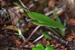 Corybas sulcatus