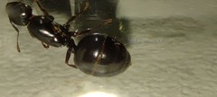 Crematogaster