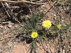 Malacothrix glabrata