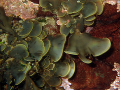 Zonaria aureomarginata