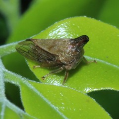 Aconophora compressa