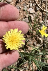 Malacothrix glabrata