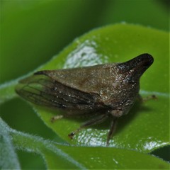 Aconophora compressa