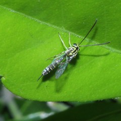 Brachycyrtus