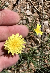 Malacothrix glabrata