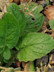 Borago officinalis