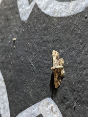 Gymnoscelis aenictopa