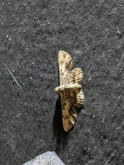 Gymnoscelis aenictopa