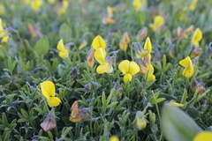 Crotalaria excisa