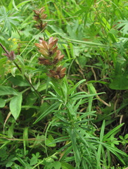 Dracocephalum austriacum