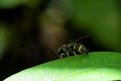 Parancistrocerus hongkongensis