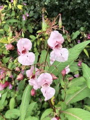 Impatiens glandulifera