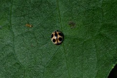 Platynaspis maculosa