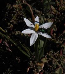 Pauridia serrata albiflora