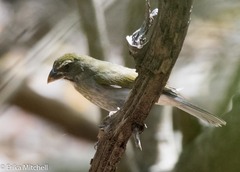 Saltator albicollis