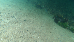 Pachymetopon blochii