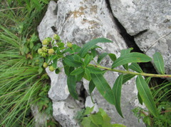 Euphorbia procera