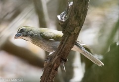 Saltator albicollis