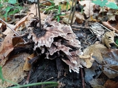 Thelephora caryophyllea